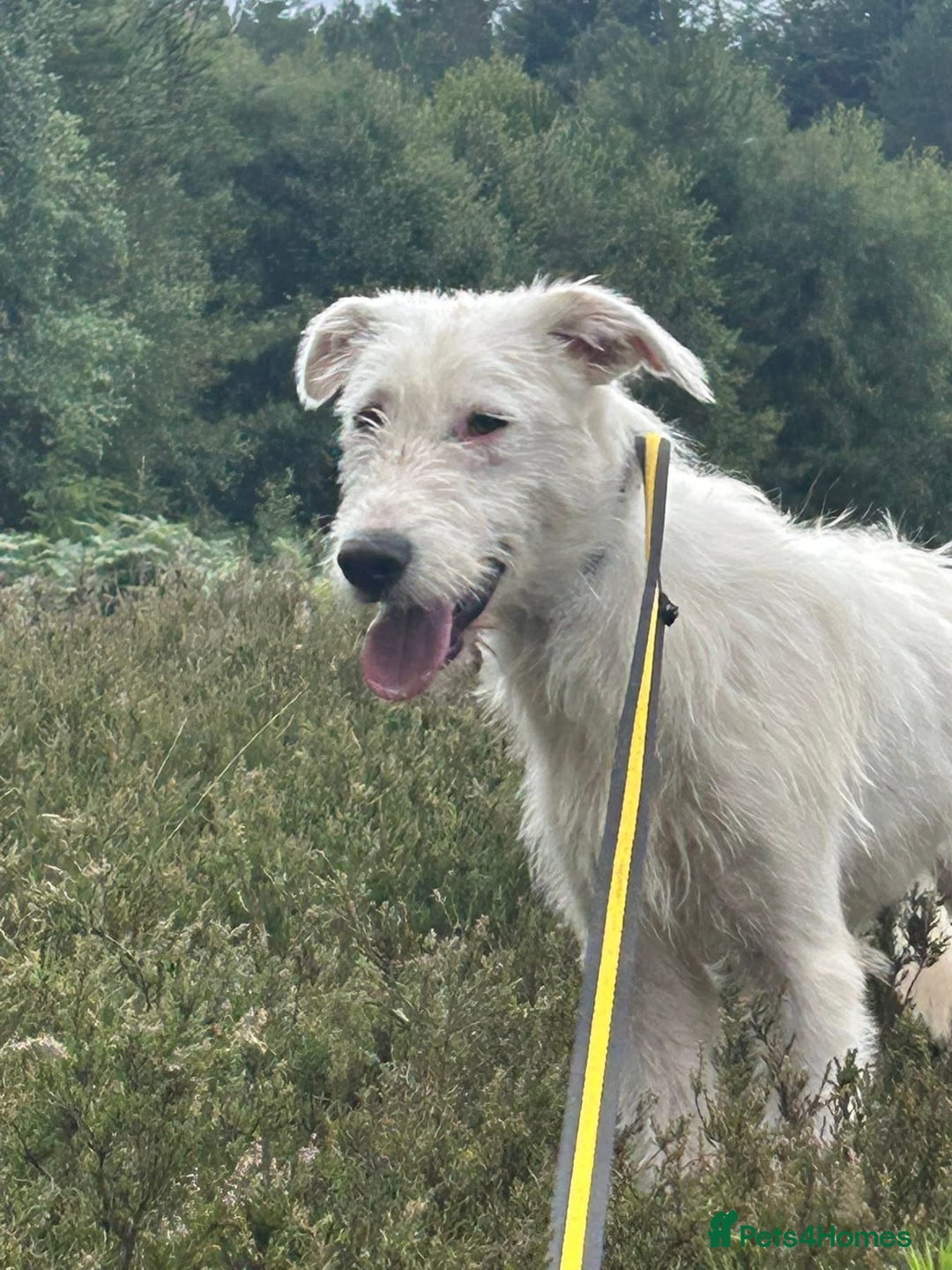 Mixed Breed dogs for adoption: Peter - Norwich Norfolk  - Image 12