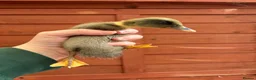 Ducks poultry for sale: Indian Runner Ducklings  - Advert 3