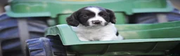 English Springer Spaniel dogs for sale: English springer spaniel puppies  in Exeter - Advert 3