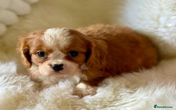 Cavalier King Charles Spaniel dogs for sale: STUNNING CAVALIER PUPPIES READY TO GO ON THE 6TH! - Image 8