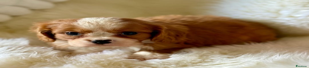 Cavalier King Charles Spaniel Puppy 2