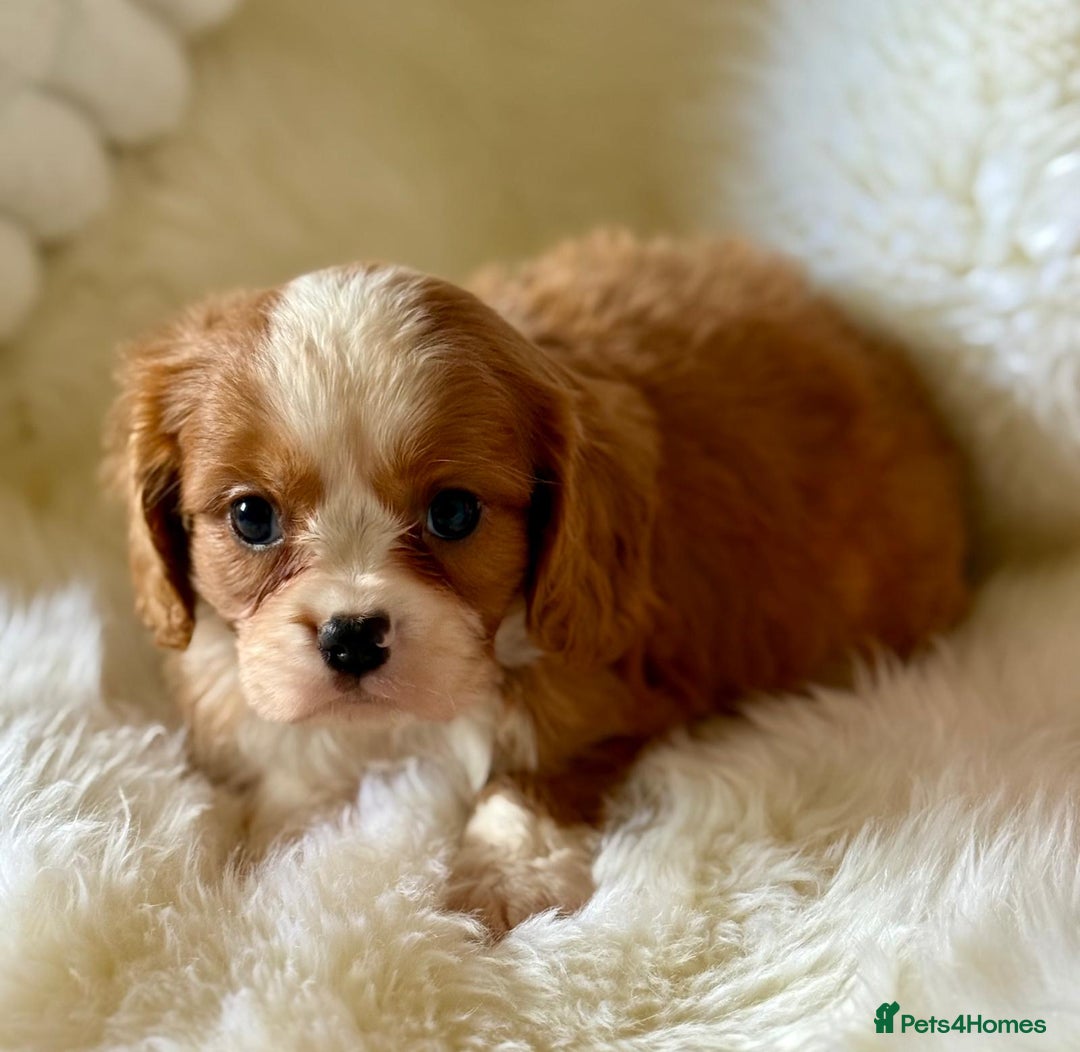 Cavalier King Charles Spaniel dogs for sale: STUNNING CAVALIER PUPPIES READY TO GO ON THE 6TH! - Image 8
