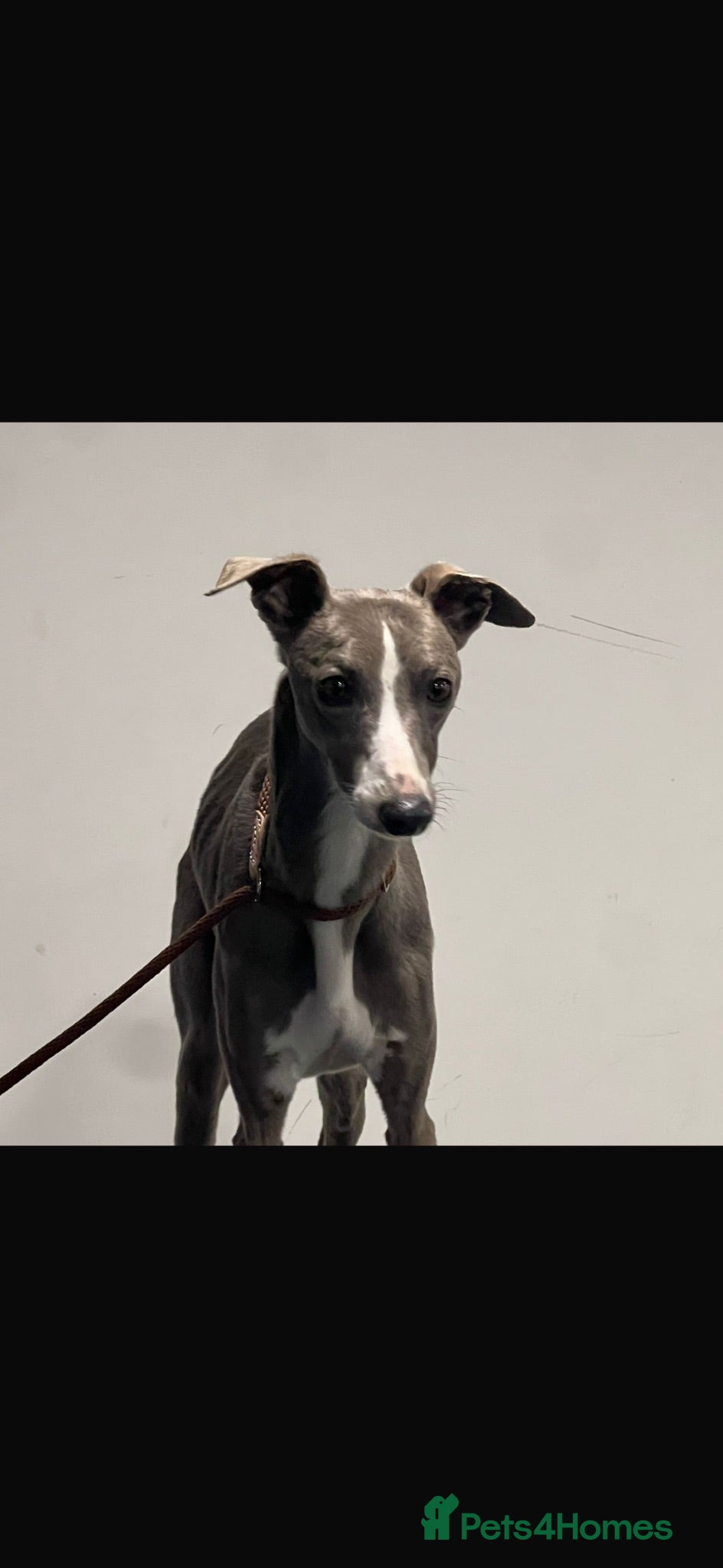 Whippet dogs KC REG BLUE WHIPPETS BVA AND HEART TESTED PARENTS - Advert 2
