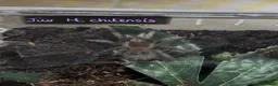 Tarantulas invertebrates for sale: Various tarantulas looking for new homes - Advert 3