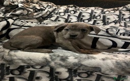 Cane Corso dogs for sale: Stunning puppies  - Image 2