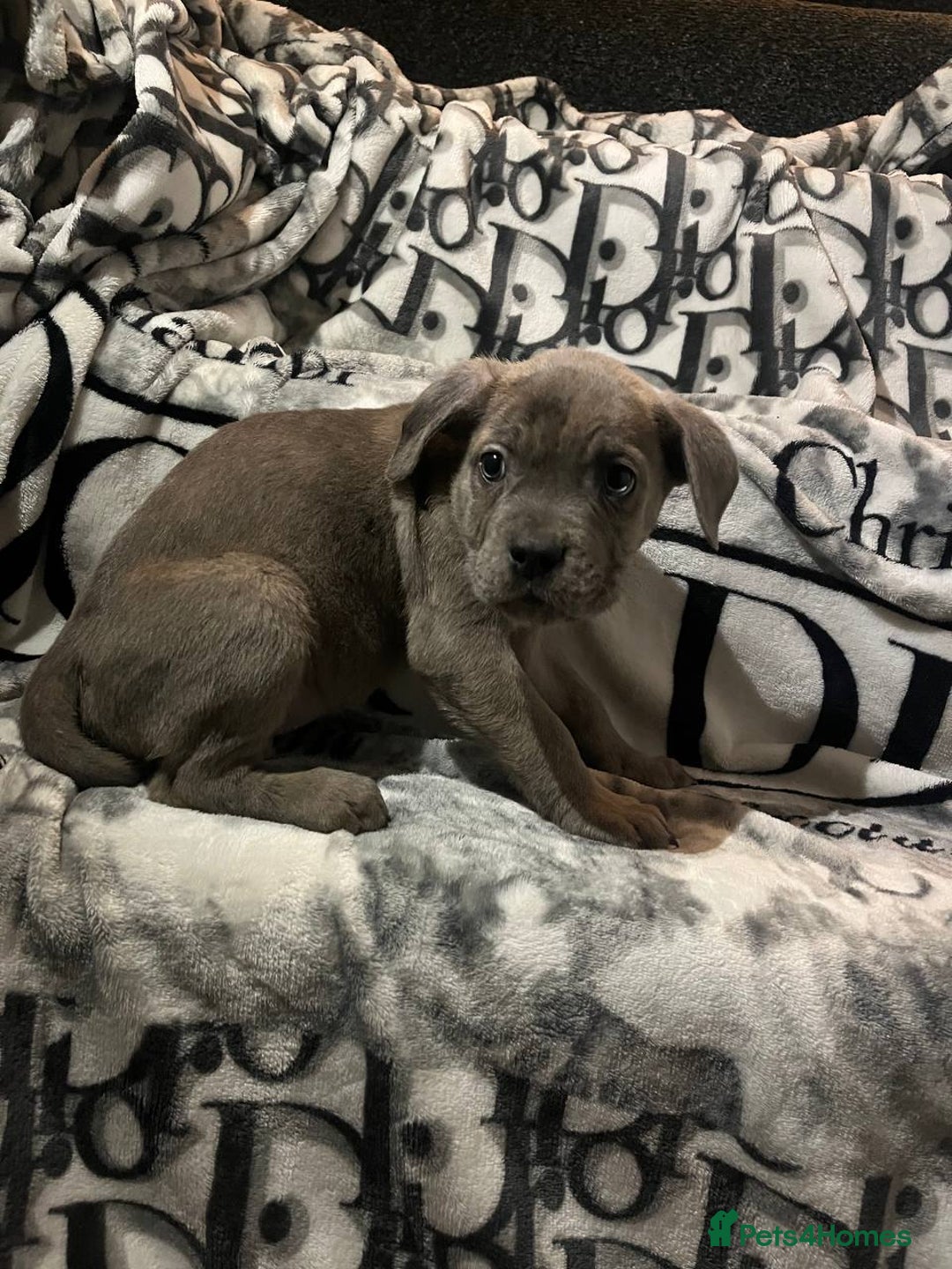 Cane Corso dogs for sale: Stunning puppies  - Image 2