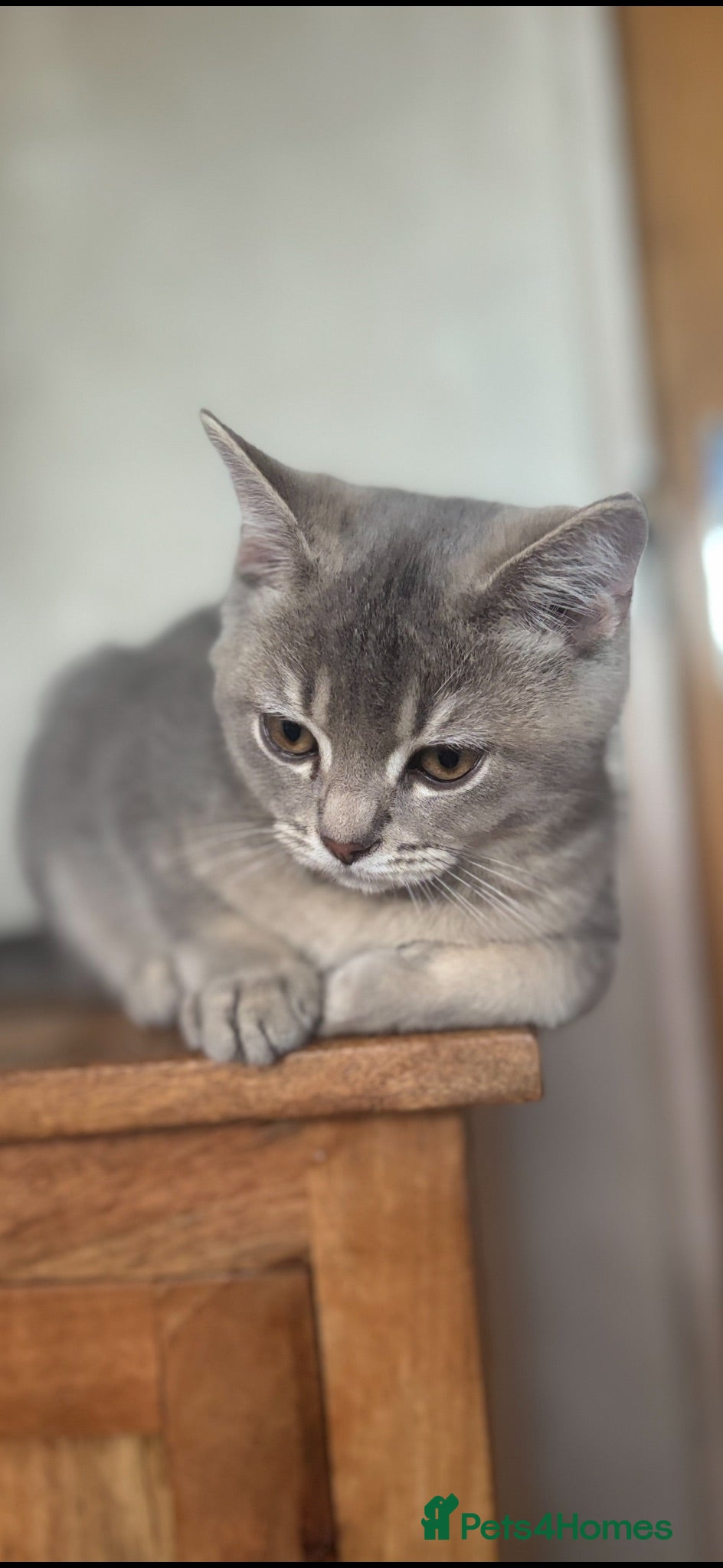British Shorthair cats Ready to go!!! - Advert 15
