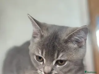 British Shorthair cats Ready to go!!! - Advert 15