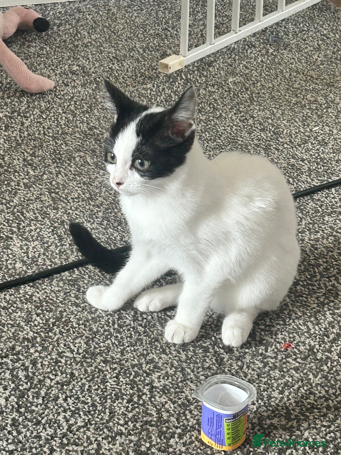 Mixed Breed cats 2 kittens looking for homes  - Advert 5