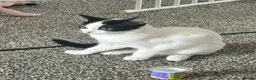 Mixed Breed cats for sale: 2 kittens looking for homes  in Preston - Advert 1