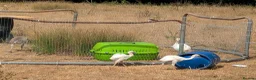 Mixed Breed livestock for sale: Rheas for sale, white and grey in Melton Constable - Advert 7