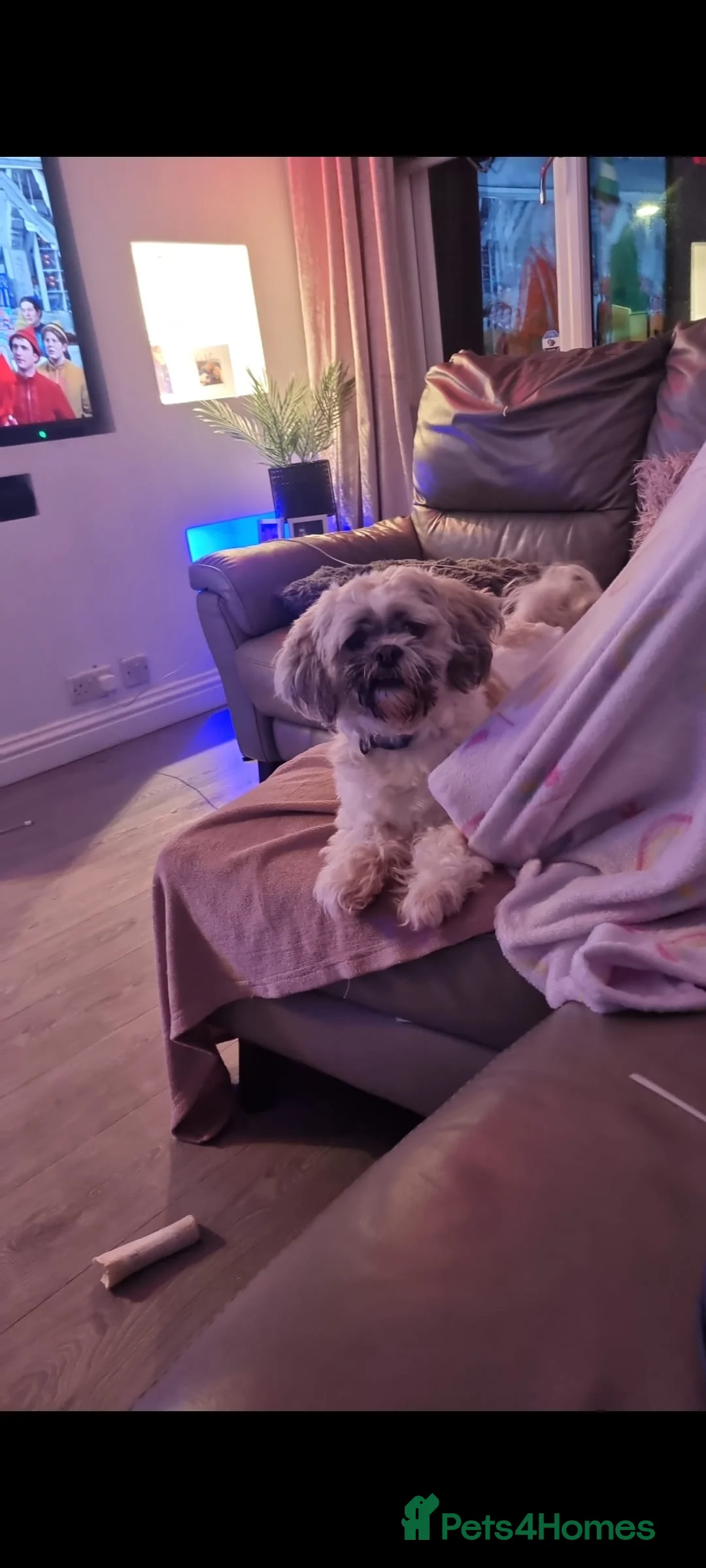 Mixed Breed dogs for stud: Proven stud dog in Kilwinning - Advert 2