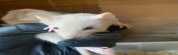 Rat rodents for sale: 6 male rats for sale  - Advert 2