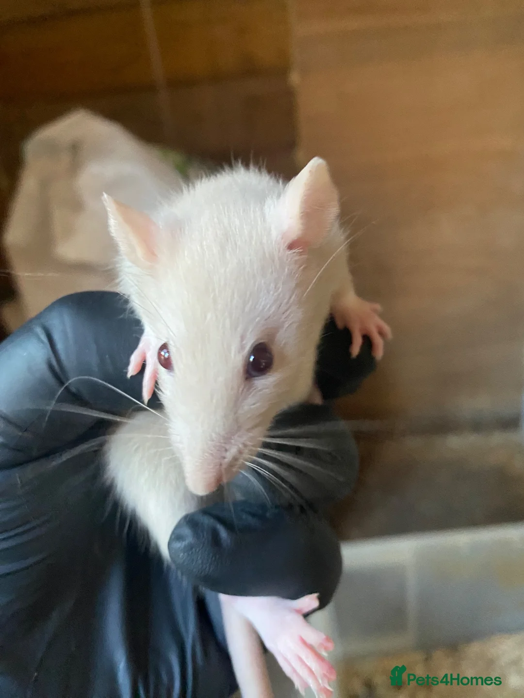 Rat rodents for sale: 6 male rats for sale  - Advert 2
