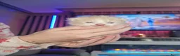 Exotic cats for sale: Exotic male persian  - Advert 5