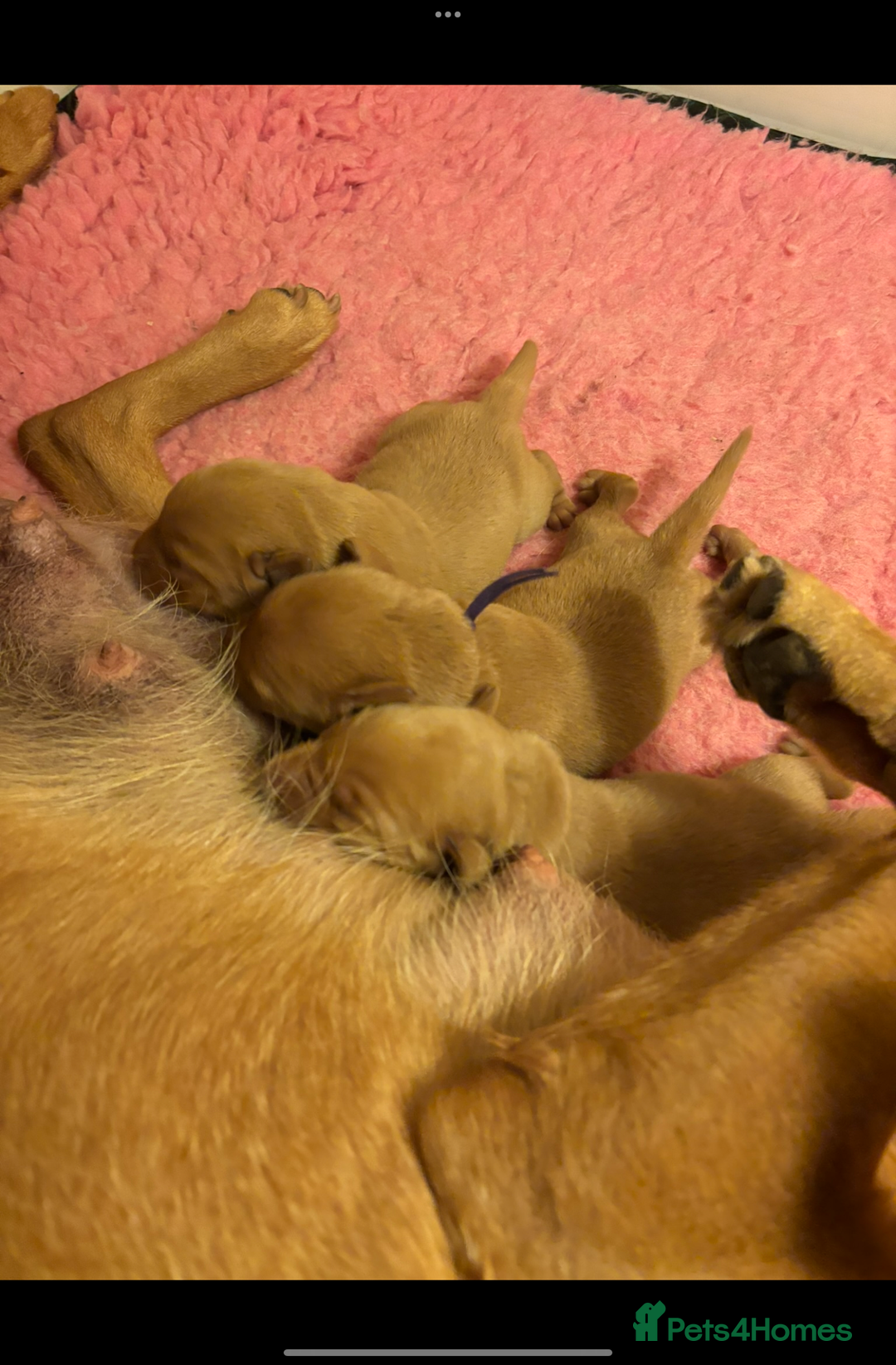 Labrador Retriever dogs for sale: Extensively health tested, kc Labradors puppies - Image 6