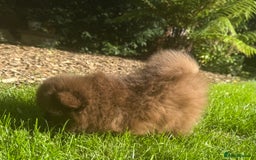 Pomeranian dogs for sale: 🧸🌈 Genuine Teddy Bear Poms Rainbow litter 🌈🧸 - Image 11