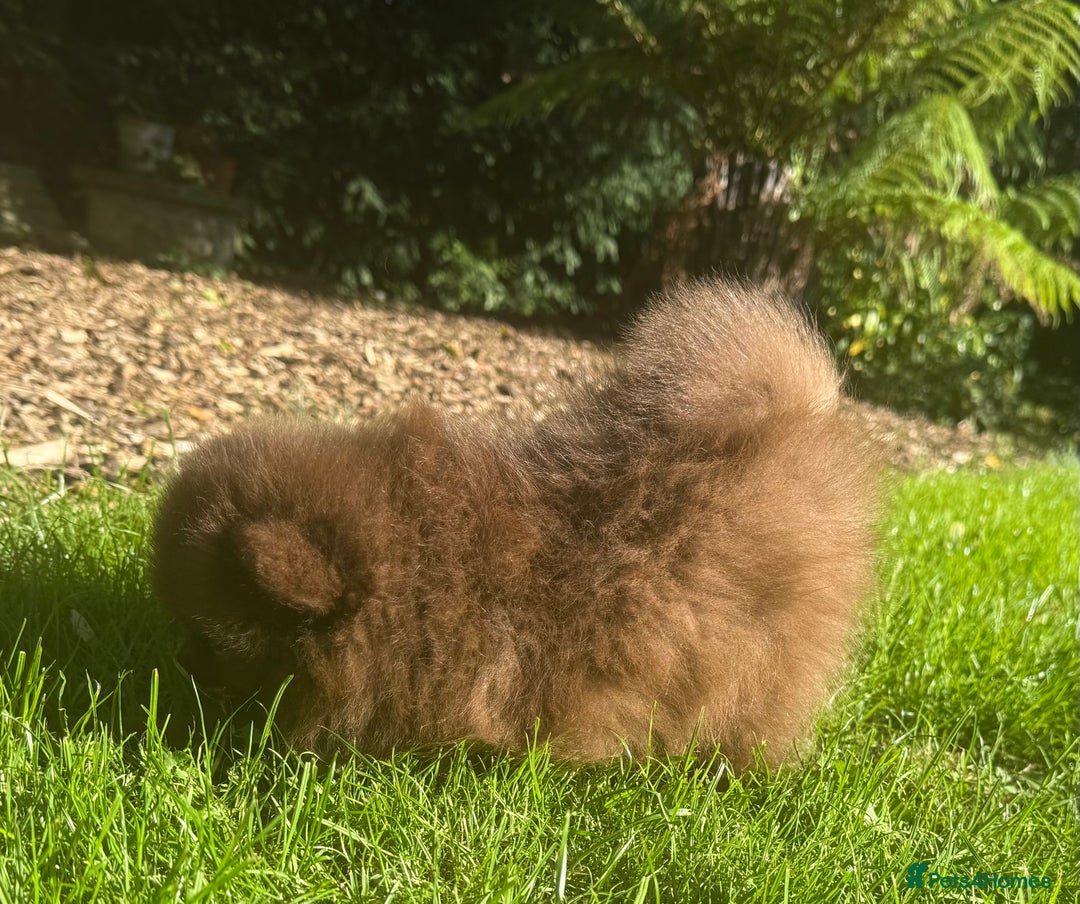 Pomeranian dogs for sale: 🧸🌈 Genuine Teddy Bear Poms Rainbow litter 🌈🧸 - Image 11