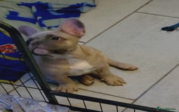 French Bulldog dogs for sale: Full vaccination only 2 available french bulldog in Hayes - Image 3