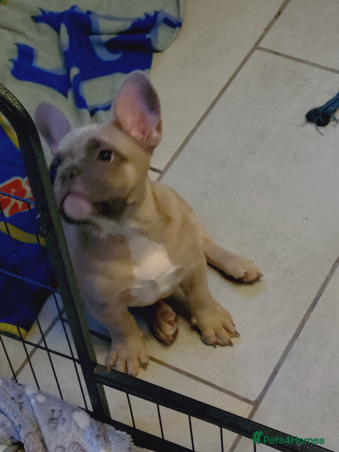French Bulldog dogs for sale: Full vaccination only 2 available french bulldog in Hayes - Image 3