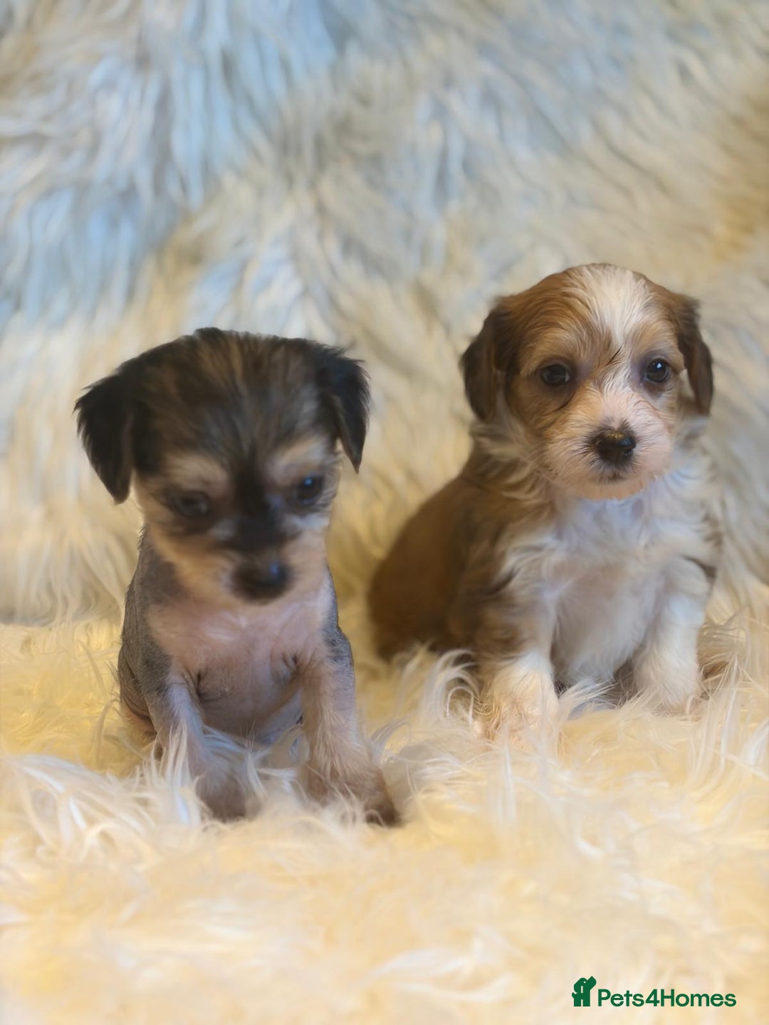 Chinese Crested dogs for sale: KC Reg Chinese created puppies - Advert 16