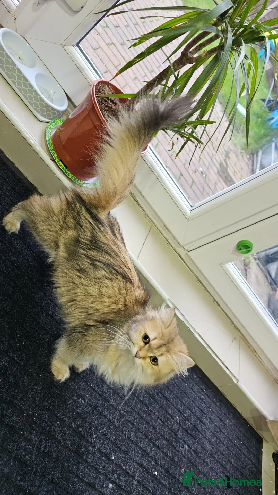British Longhair cats for sale: British long hair (Adult) - Advert 2