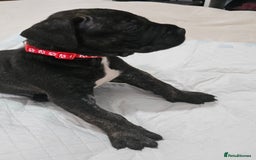Cane Corso dogs for sale: Cane corsos  puppies  - Image 16