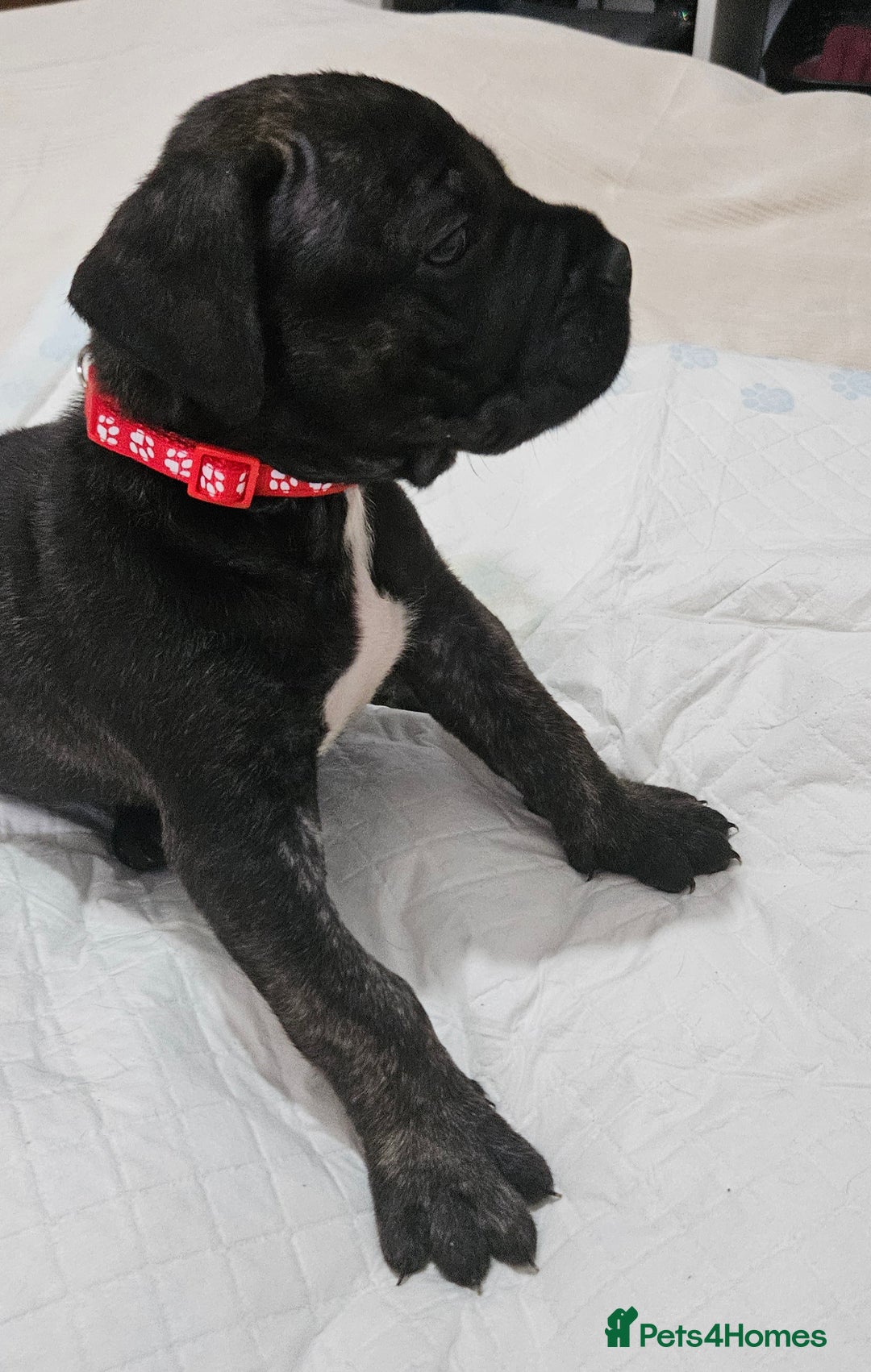 Cane Corso dogs for sale: Cane corsos  puppies  - Image 16