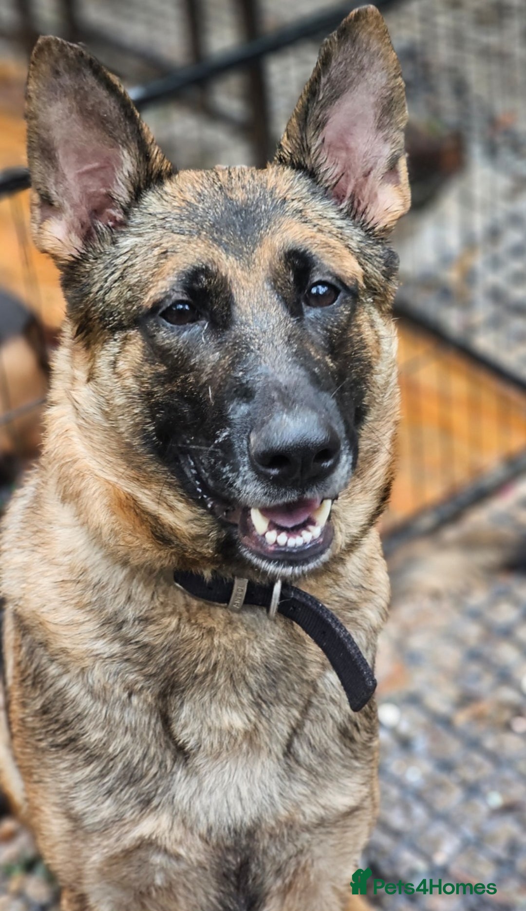 Mixed Breed dogs for sale: 14 week German shepard x rottweiler  - Image 6