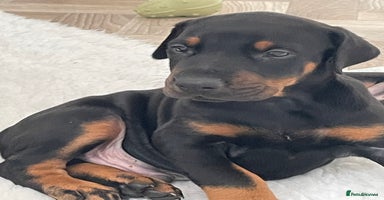 Dobermann dogs - Advert 3