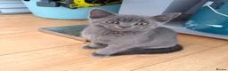 British Shorthair cats for sale: Little boys  - Advert 9