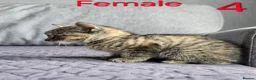 Mixed Breed cats for sale: Adorable kittens - Advert 21
