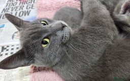 Mixed Breed cats for sale: Beautiful kittens  - Image 25