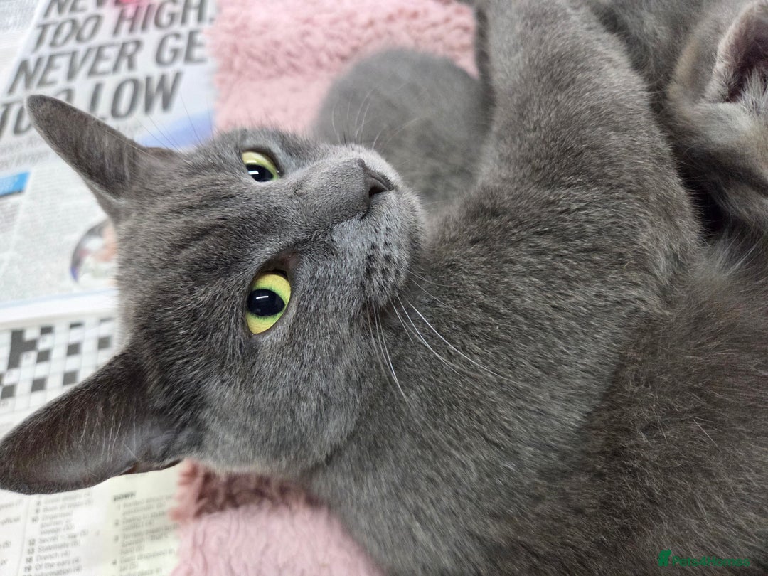 Mixed Breed cats for sale: Beautiful kittens  - Image 25