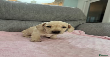 Miniature Dachshund dogs - Advert 6