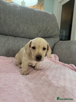 Miniature Dachshund dogs - Advert 11