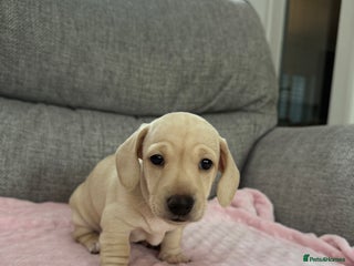 Miniature Dachshund dogs - Advert 16