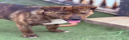 Mixed Breed dogs for adoption: Cute Gina looking for a home - Advert 3