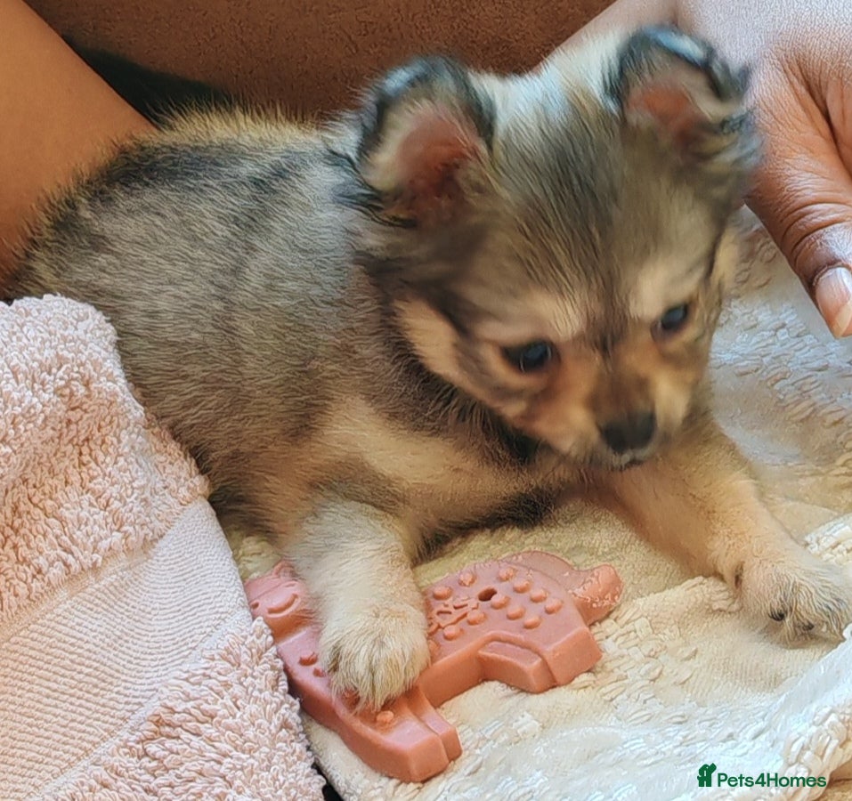 Pomchi dogs POMCHI - Advert 15