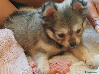 Pomchi dogs POMCHI - Advert 5