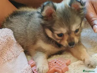 Pomchi dogs POMCHI - Advert 18