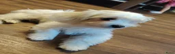 Maltese dogs for sale: Little princess  - Advert 7