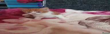 Mixed Breed 2