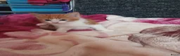Mixed Breed cats for sale: 4 kittens - Advert 2
