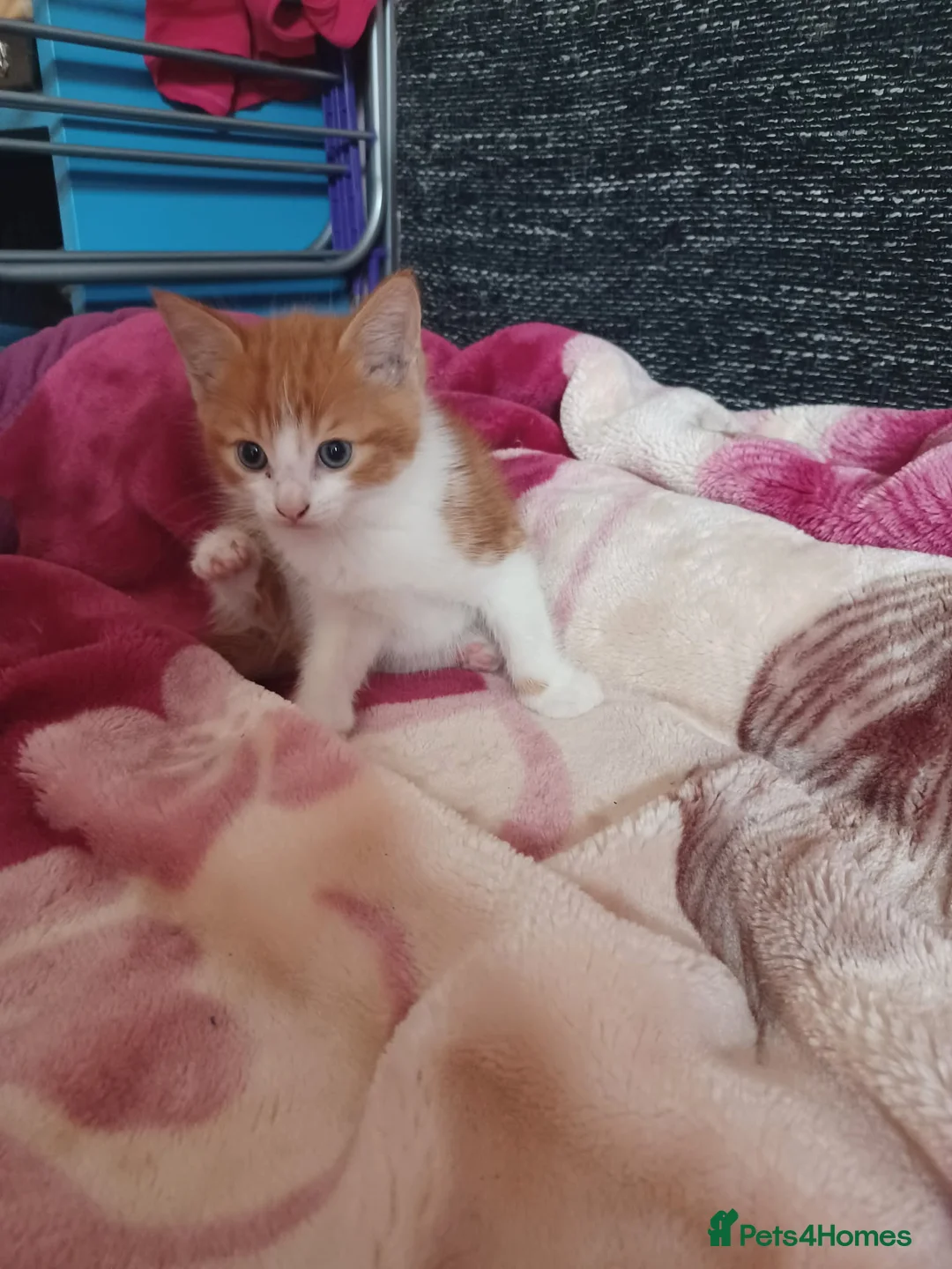 Mixed Breed cats for sale: 4 kittens - Advert 2