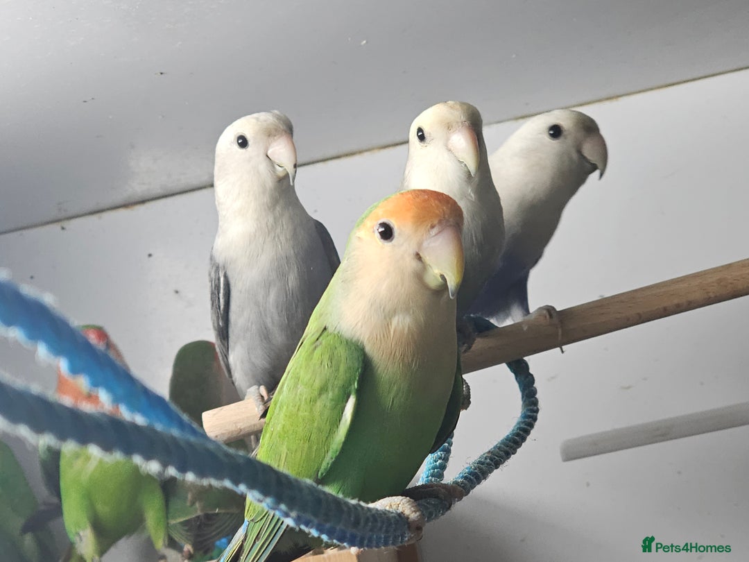 Lovebirds birds for sale: Mixed lovebirds - Advert 5