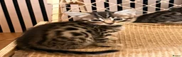 Savannah cats for sale: F4 Savannah Kitten’s African bloodline - Advert 14