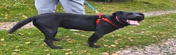 Mixed Breed dogs for adoption: FOSTER CALL:❤️NICOL❤️Energetic, Playful, Loving in Bude - Advert 9