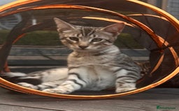 Savannah cats for sale: African bloodline, savanna kittens - Image 9
