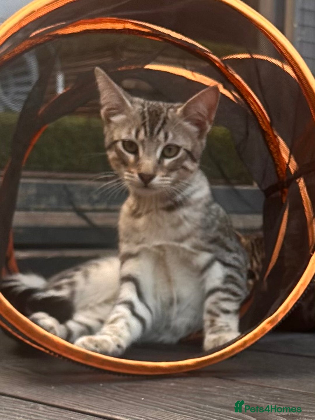 Savannah cats for sale: African bloodline, savanna kittens - Image 9